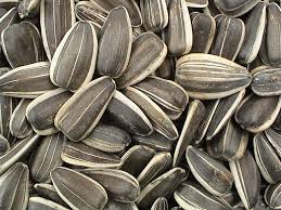 Sunflower Seeds Manufacturer Supplier Wholesale Exporter Importer Buyer Trader Retailer in Bagalkot Karnataka India